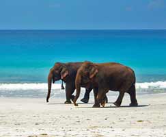 Andaman Holiday